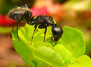 Ant with a flower