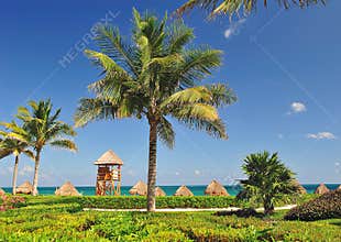 Tropical landscape
