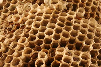 Wasp Nest