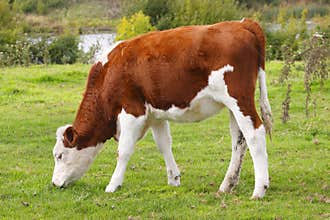 Cow