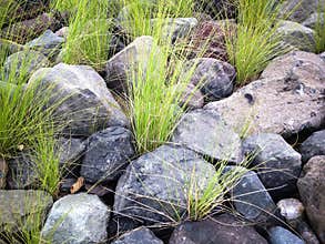 Natural Beauty Of Ornamental Grass And Stones View In The Garden