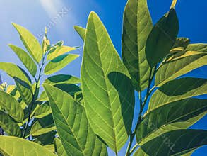 Green Leaves Of Sugar Apples Or Annona Squamosa In The Warmth Of The Morning Sunlight