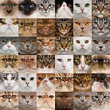 36 cat heads