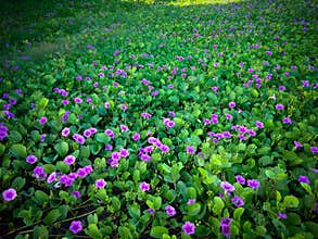 Beautiful Beach Morning Glory Flowers Or Bayhops Blooming In The Morning At The Seaside
