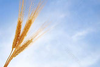 Wheat