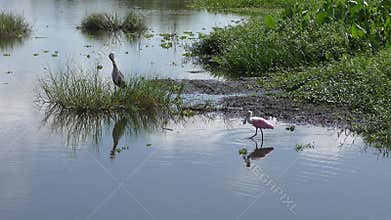Birds in Florida wetlands. Florida wildlife.