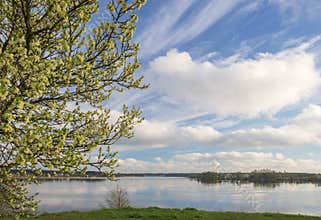 Blooming cherry tree with white flowers by Daugava river on spring