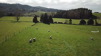 Aerial View of Sheep Herd on Farming Field in Countryside of New Zealand