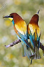 Enamored birds