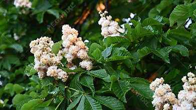 Close-up of a chestnut inflorescence
