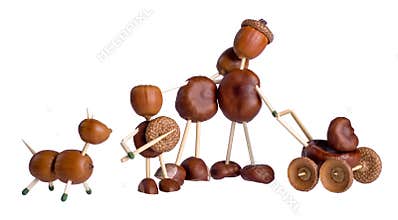 Chestnuts family.