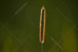 Setaria; green bristle grass
