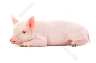 Pig on white
