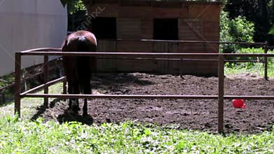 Bay horse cropping the grass and walking around the enclosure.