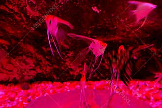 Angel Fish black and white under red light