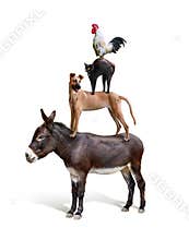 Donkey dog cat rooster Bremen Town Musicians