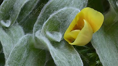 Time lapse of morning opening of golden poppy flower,