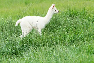 Alpaca, white baby llama on spring meadow on farmyard
