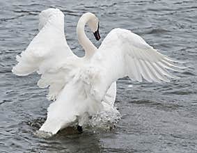 Trumpeter Swan Flaps Wings & Paddles Feet