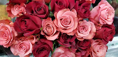 Spring Bloom Series - Roses Roses and more Roses