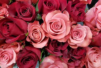 Spring Bloom Series - Roses Roses and more Roses