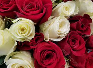 Spring Bloom Series - Roses Roses and more Roses
