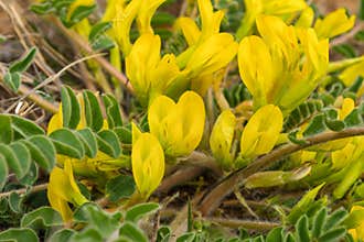 Yellow flowers of downy-flowered Astragalus or woolly-flowered Astragalus Astragalus dasyanthus.