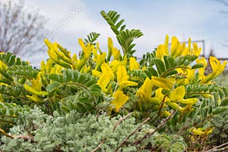 Flowering plant Astragalus downy or woolly-flowered Astragalus Astragalus dasyanthus.