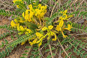 Flowering plant Astragalus downy or woolly-flowered Astragalus Astragalus dasyanthus. Medicinal steppe plant close-up.