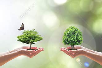 Environmental biodiversity in ecosystem concept with bio diversity in species of tree planting and saving biological life