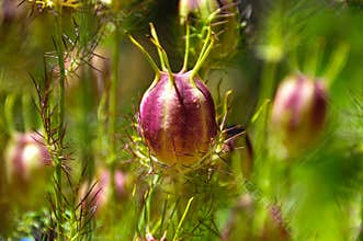 Nigella Damascena Love-in-the-Mist seed pod, in a green garden with blurred background