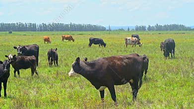 Cows grazing in a Urugayan field