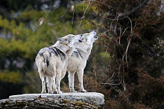 Howling Mexican gray wolves