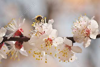 Bee on spring tree flower