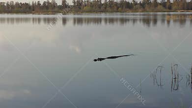 American alligator swims at sunset. Florida wildlife.