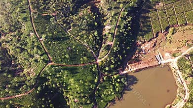 Tea Plantation in Sylhet Bangladesh