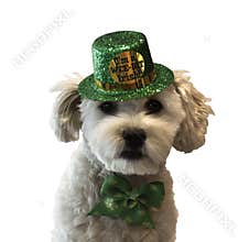 St. Patrick's Day Dog