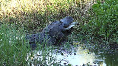 Large alligator with a turtle in his jaws. Florida wildlife.
