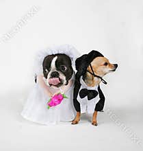 Doggy marriage