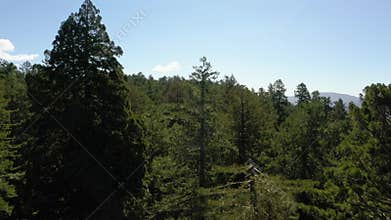 Lush scenery in redwood tree forest, California on a sunny day