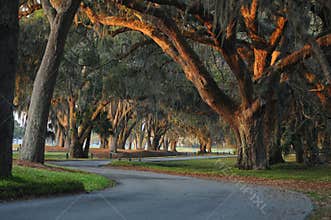 Old south
