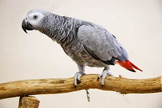 African Grey Parrot