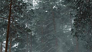Nature, snowfall, winter forest, snow