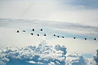 Snow geese