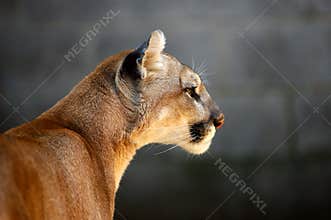 Mountain Lion
