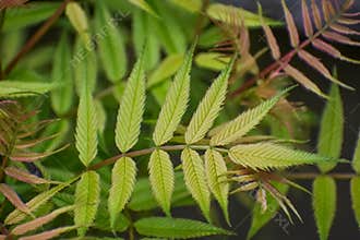 False Ash Spirea Leaves, Background