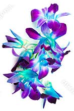 Purple and Green Orchids
