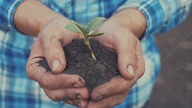 Farmer hand holding a fresh young plant sunflower. Man hands holding soil dirt a green young plant. Eco farming symbol