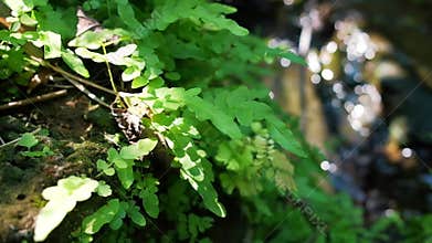Green Leaves at Small Brooks in the Forest. Nature in Green Season