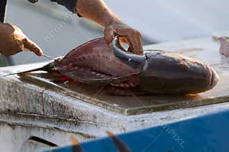 Fish Gutting